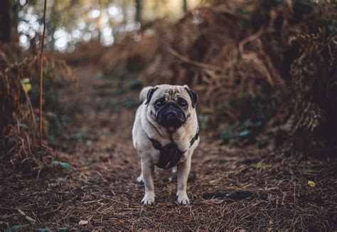 Fawn pug dog, Pug, Dog, Walk HD wallpaper | Wallpaper Flare