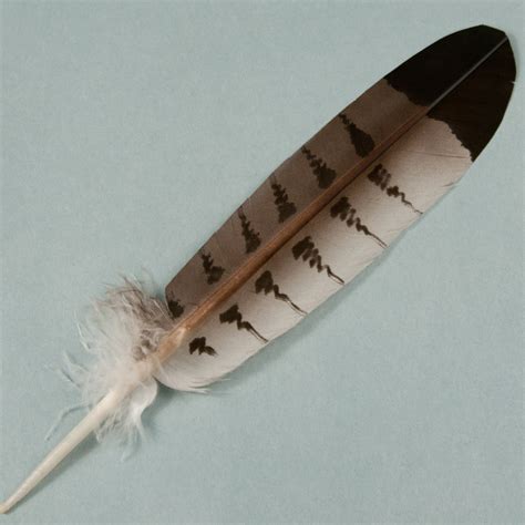 Hand Painted Hawk Tail Feathers, Singles | Eagle Feathers | Crazy Crow Trading Post