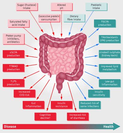 Role of the gut microbiota in nutrition and health | The BMJ