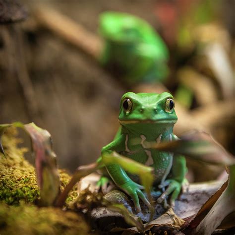 Monkey Frog Photograph by C. Fredrickson Photography - Pixels