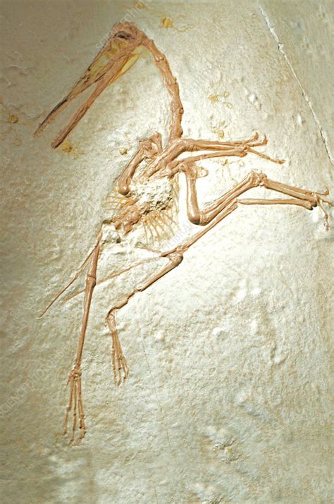 Pterosaur Fossil - Stock Image - C028/5962 - Science Photo Library