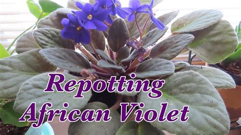 Repotting my African Violet - YouTube