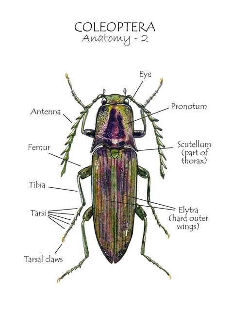 Beetle Anatomy, Homeschool Resources, Montessori Cards, Learning Cards, Insect Print ...