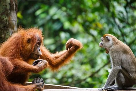 Seconds out: Orang-utan and cheeky monkey in boxing match over a banana - Mirror Online