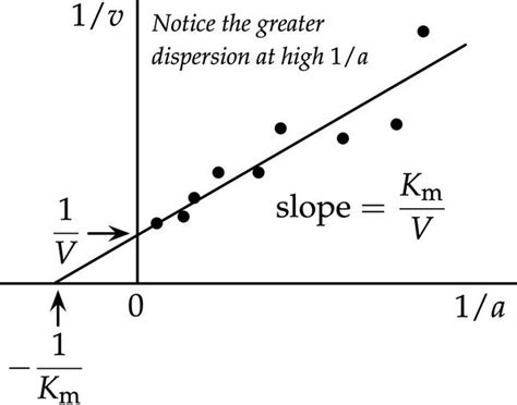 Lineweaver–Burk plot - HandWiki