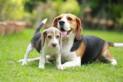 Beagle Mix Characteristics to Be Aware of If Considering This Type of ...