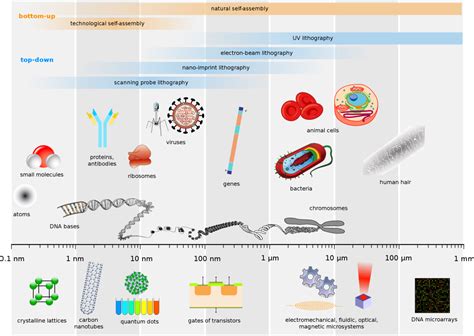 Prokaryotic Cell Structure A Visual Guide Owlcation