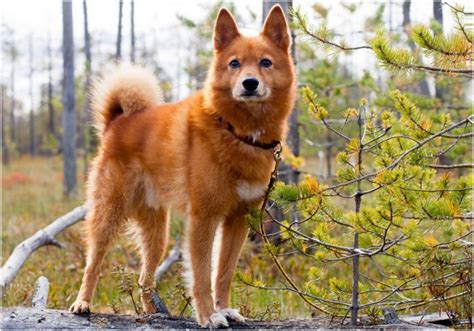 Finnish Spitz - Puppies, Breeders, Temperament, Facts, Pictures, Price | Animals Breeds