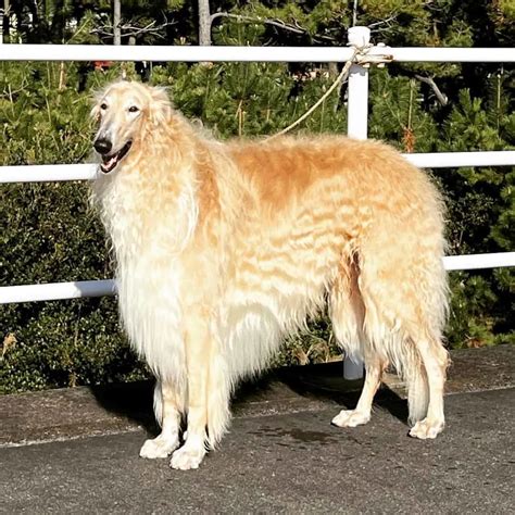 These 15 Borzoi Colors Are The Next In Fashion