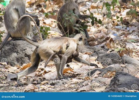 Indian Gray Langur Female with Baby Stock Photo - Image of mammals ...