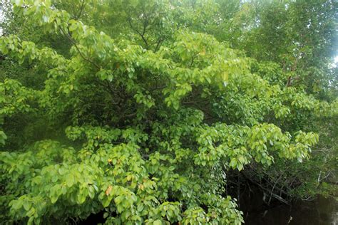 Manchineel Tree image - Free stock photo - Public Domain photo - CC0 Images