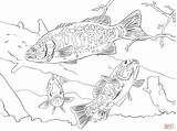 Smallmouth Bass Coloring Page  Free Printable Coloring Pages sketch template