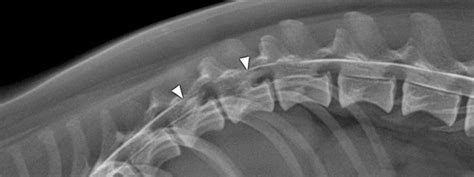 Intervertebral Disc Herniation - Today's Veterinary Nurse