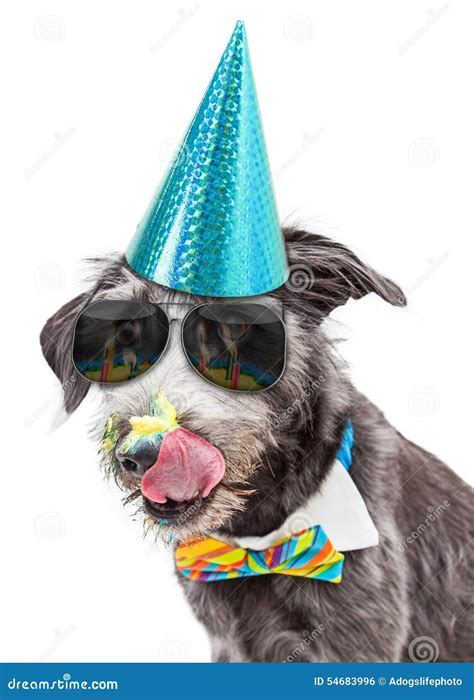 Funny Dog Eating Birthday Cake Stock Photography | CartoonDealer.com ...