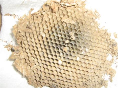 Vespula vulgaris nest | Reptile Forums