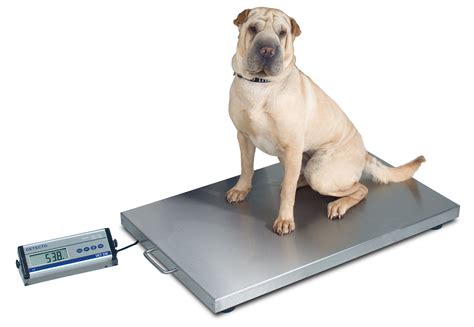 Veterinary Floor Scale, Portable & Digital, for Medium- to Large-Sized Animals, by Detecto