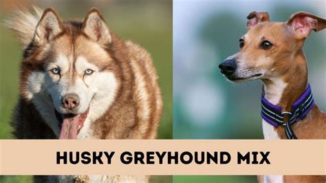 Husky Greyhound Mix- All You Need To Know - The Canine Buddy