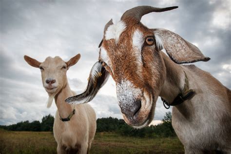 How to Treat Mastitis in Goats | Vetericyn