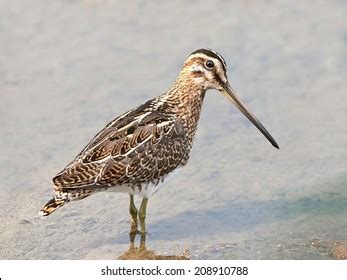 Common Snipe Looking Food Habitat Stock Photo 208910788 | Shutterstock