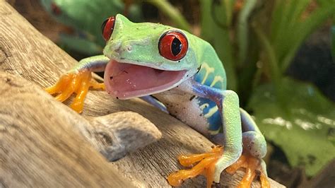 Featured Animals - Red-eyed Tree Frog - CMZoo