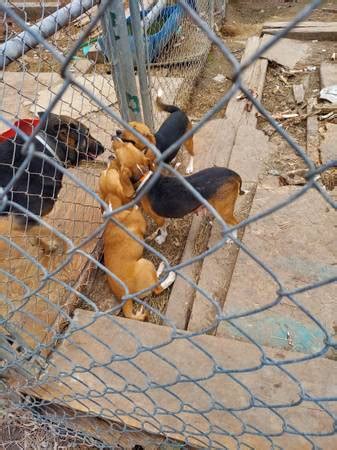 Beagle Puppies - health and beauty - by owner - household sale - craigslist