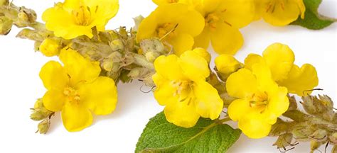 Mullein Health Benefits, Uses and How to Make the Tea - Dr. Axe