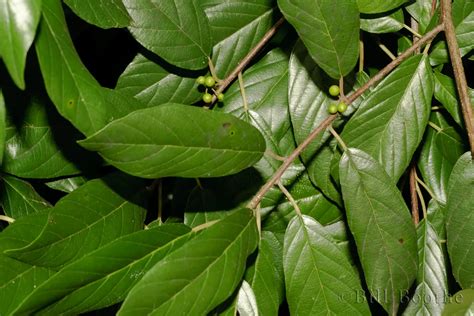 Common Winterberry | Trees and Shrubs | Nature In Focus