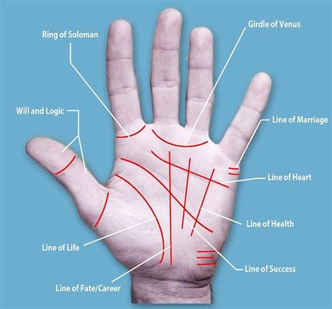 Basic Palm Reading, Palm Reading Charts, Meaning Of Palm, Palm Lines Meaning, Palmistry Reading ...