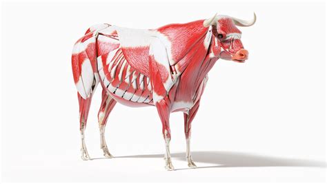 Bull Body, Skeleton and Muscles Static 3D model - TurboSquid 1723845