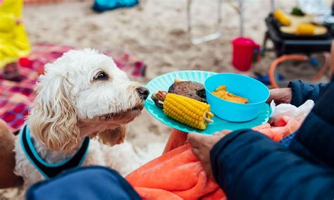 How To Choose A Healthy Dog Food - Cute Dog Lovers