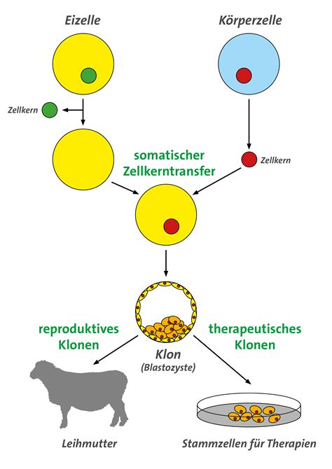 Human Cloning Process Step Step