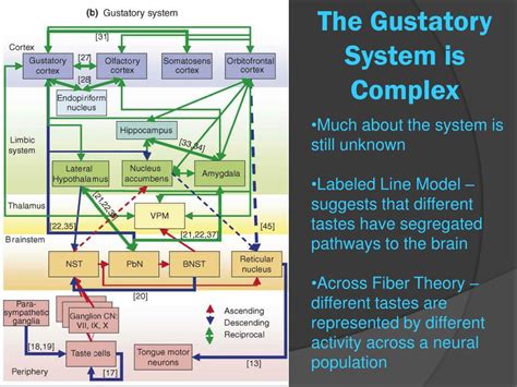 PPT - The gustatory pathway PowerPoint Presentation, free download - ID ...