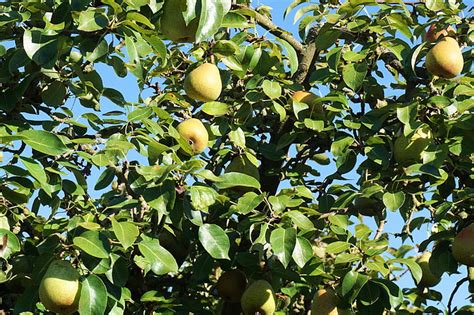 Free photo: pear, tree, fruits, nature, fruit, pear tree, fruit tree ...