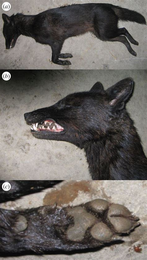 Jackal–dog hybrid - Alchetron, The Free Social Encyclopedia