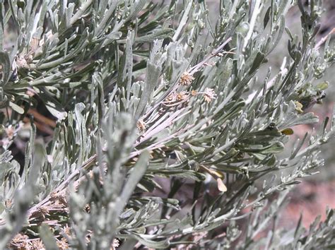 Artemisia tridentata | High Plains Gardening