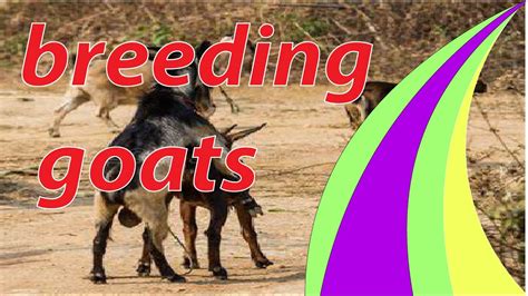 goat breeding - YouTube