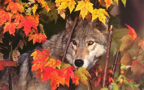 Autumn Wolf Wallpapers - Top Free Autumn Wolf Backgrounds - WallpaperAccess