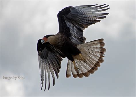 The Falcon Crested Caracara. I captured this beautiful bird in the ...