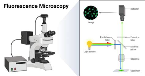 Fluorescence Microscopy- Definition, Principle, Parts, Uses