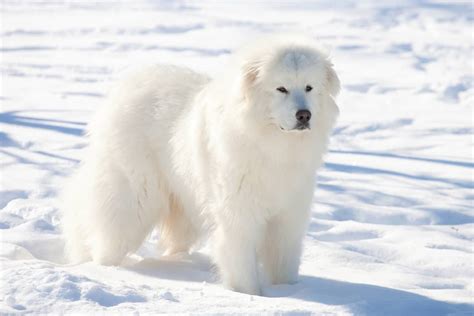 Great Pyrenees Weight: Growth Curve and Average Weights