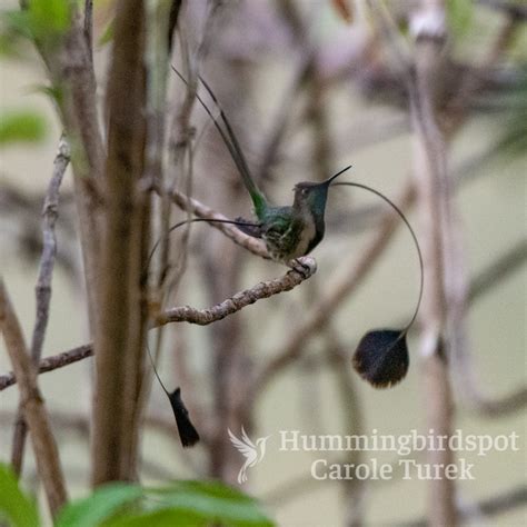 Marvelous Spatuletail | Hummingbird Facts Information | Hummingbird Feeder | Bird Photography