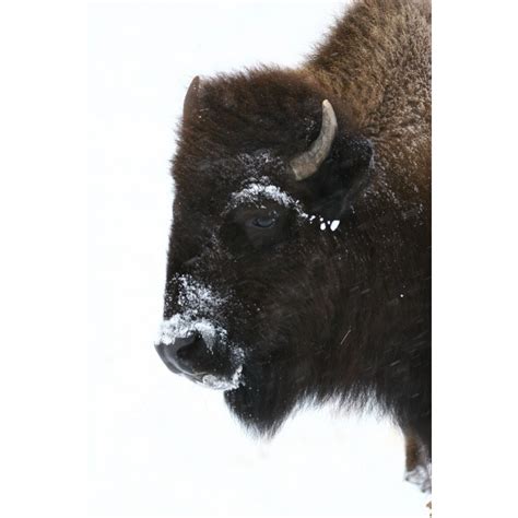 Buffalo in Blizzard - Thru Our Eyes Photography | Linton Wildlife Photos