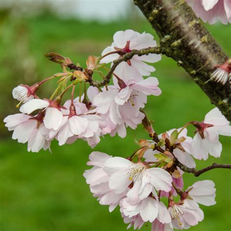 Prunus 'Accolade' | Frank P Matthews