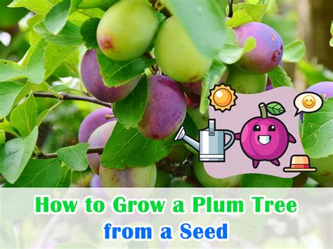 How to Grow a Plum Tree from a Seed: Orchard Mastery Tips – House+Garden