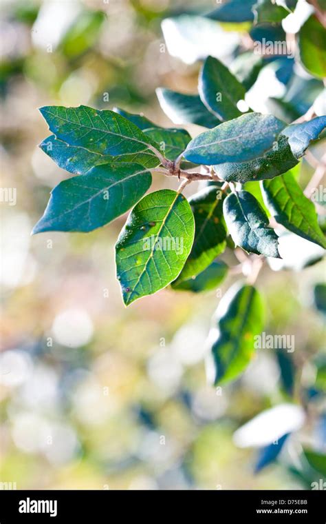 Holm oak (Quercus ilex) leaves Stock Photo - Alamy