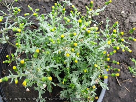 Province of Manitoba | agriculture - Common Groundsel