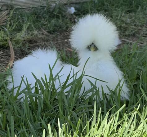 FERTILE PUREBRED SILKIE Chicken Eggs X 6 Fertile Eggs, Incubation Or broody Hen | EggSellent.com.au