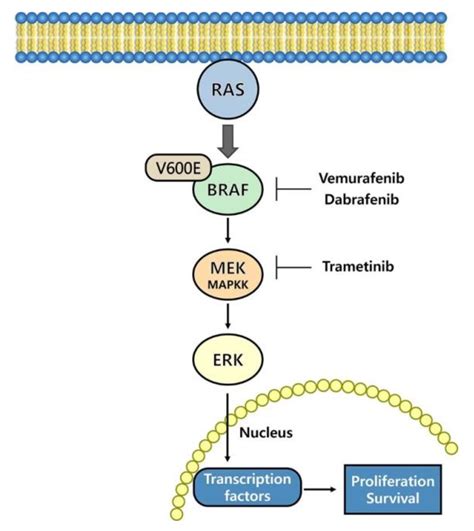 IJMS | Free Full-Text | Current Insights into Combination Therapies with MAPK Inhibitors and ...