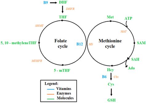 Genes | Free Full-Text | Folate–Methionine Cycle Disruptions in ASD Patients and Possible ...