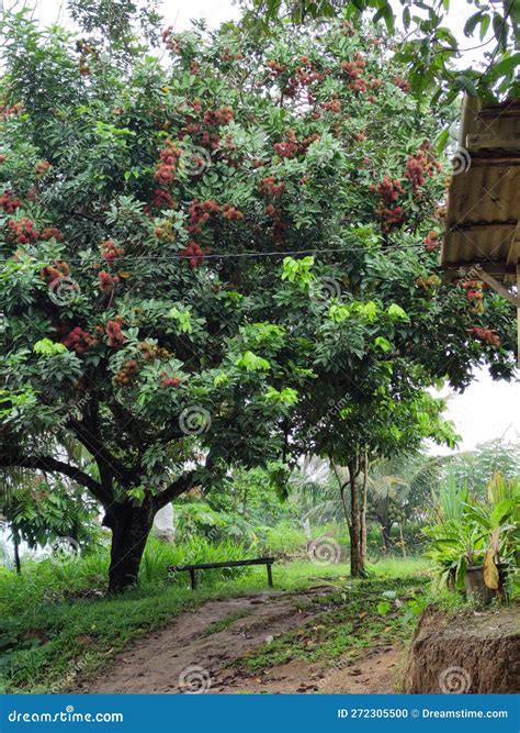 Rambutan Tree Leaves Stock Photography | CartoonDealer.com #112068224